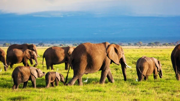 13 Days Spirit of Kenya & Tanzania Safari - Image 17
