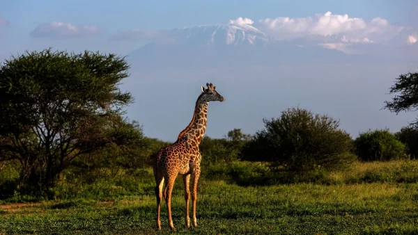 12 Days Spirit of Kenya & Tanzania Safaris - Image 21