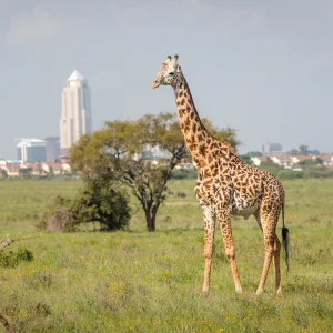 10 Days Highlights of Kenya & Tanzania Safari