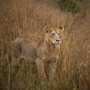 11 Days Kenya Roaring Safaris