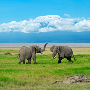 11 Days Wonders of Kenya & Tanzania Safaris