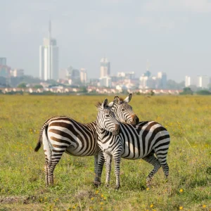 13 Days Kenya Scenic Safari