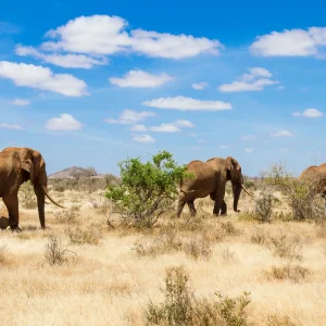 7 Days Elephant Footsteps Kenya Safari
