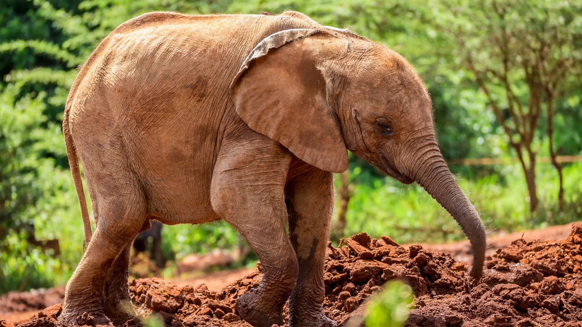 David Sheldrick Elephant Orphanage Tour - Image 2