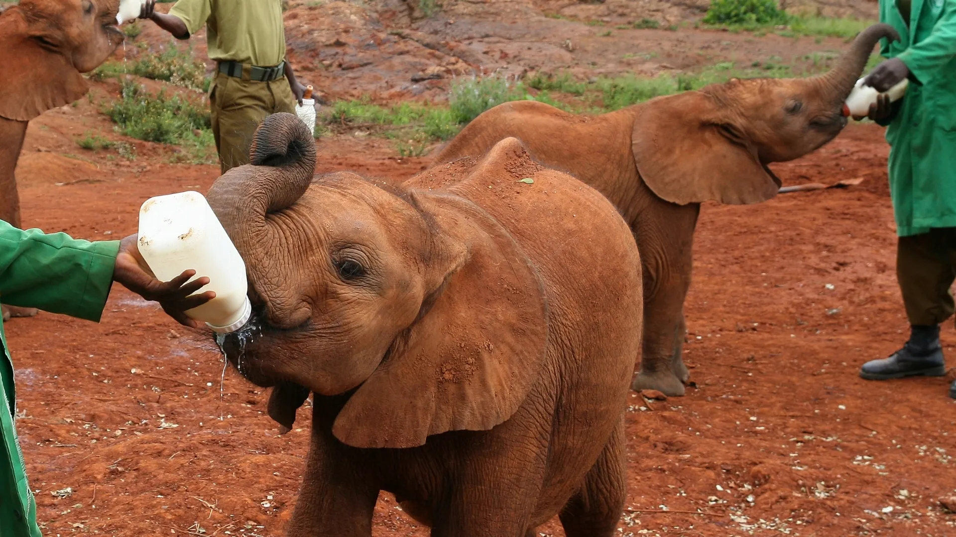 David Sheldrick Elephant Orphanage Tour - Image 3