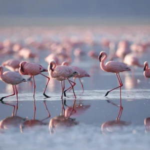 Lake Nakuru National Park Day Tour