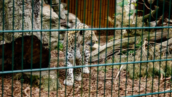 12 Days Spirit of Kenya & Tanzania Safaris - Image 3