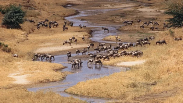 13 Days Spirit of Kenya & Tanzania Safari - Image 24